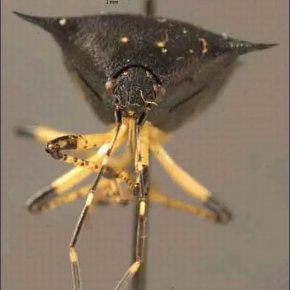 thumbnail for publication: Black Stink Bug Proxys punctulatus (Palisot) (Insecta: Hemiptera: Pentatomidae)